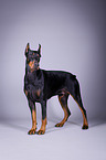 stehender Dobermann