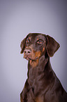 Dobermann Portrait