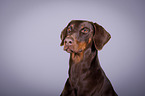 Dobermann Portrait