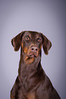 Dobermann Portrait