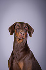 Dobermann Portrait