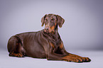 liegender Dobermann