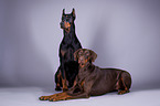 Dobermnner im Studio
