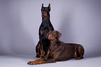 Dobermnner im Studio