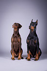 Dobermnner im Studio