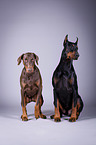 Dobermnner im Studio