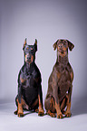 Dobermnner im Studio