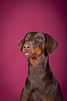 Dobermann Portrait