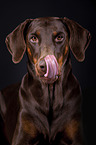 Dobermann Portrait