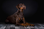 liegender Dobermann