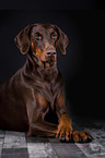 liegender Dobermann