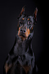 Dobermann Portrait