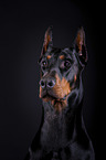 Dobermann Portrait