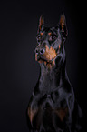 Dobermann Portrait