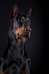 Dobermann Portrait