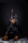 liegender Dobermann