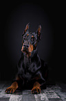 liegender Dobermann