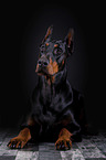 liegender Dobermann