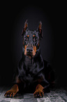 liegender Dobermann