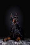 liegender Dobermann