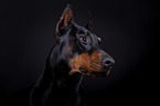 Dobermann Portrait