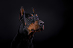 Dobermann Portrait