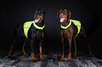 Dobermnner im Studio