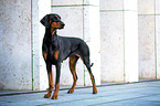 Dobermann