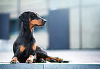 liegender Dobermann