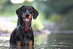 badender Dobermann