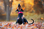 liegender Dobermann