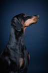 Dobermann Portrait
