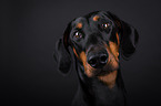 Dobermann Portrait