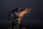 Dobermann Portrait