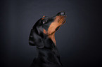 Dobermann Portrait