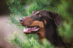 Dobermann Portrait