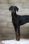 stehender Dobermann