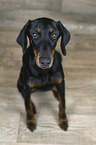sitzender Dobermann