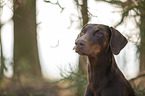 Dobermann Portrait