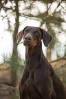 Dobermann Portrait