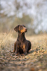 liegender Doberman