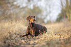 liegender Doberman