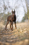 stehender Dobermann