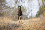 rennender Dobermann