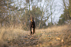 rennender Dobermann