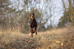 rennender Dobermann