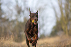 rennender Dobermann