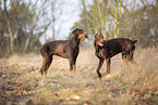 zwei Dobermnner