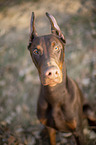 Dobermann Portrait