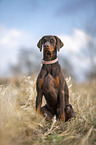 sitzender Dobermann